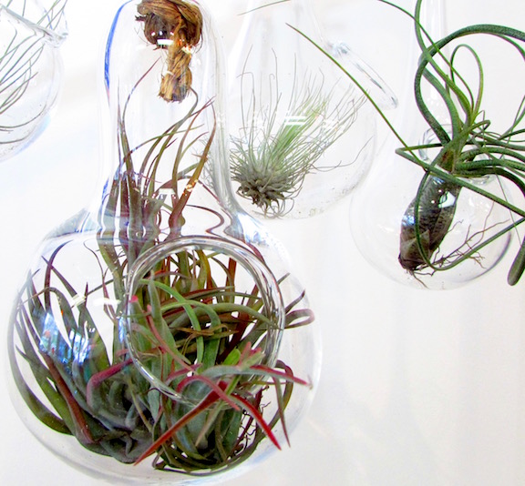 Hot Spot - Terrarium Hot Spot - Terrarium